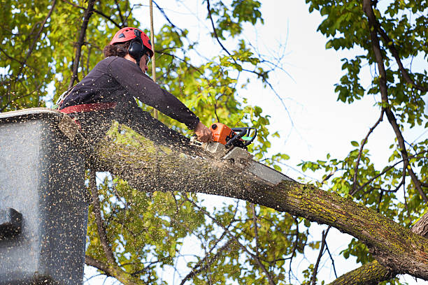 Professional  Tree Services in Littlefield, TX